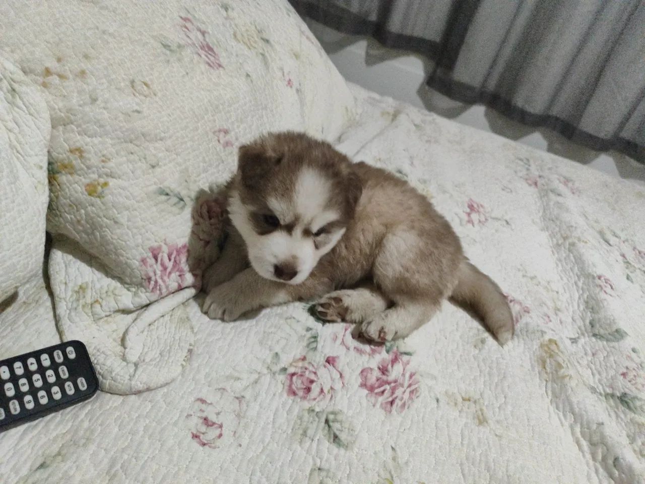 Husky siberiano - Foto 4