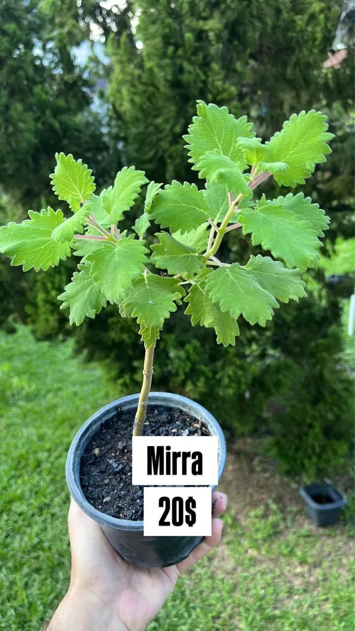 Plantas medicinais  - Foto 3