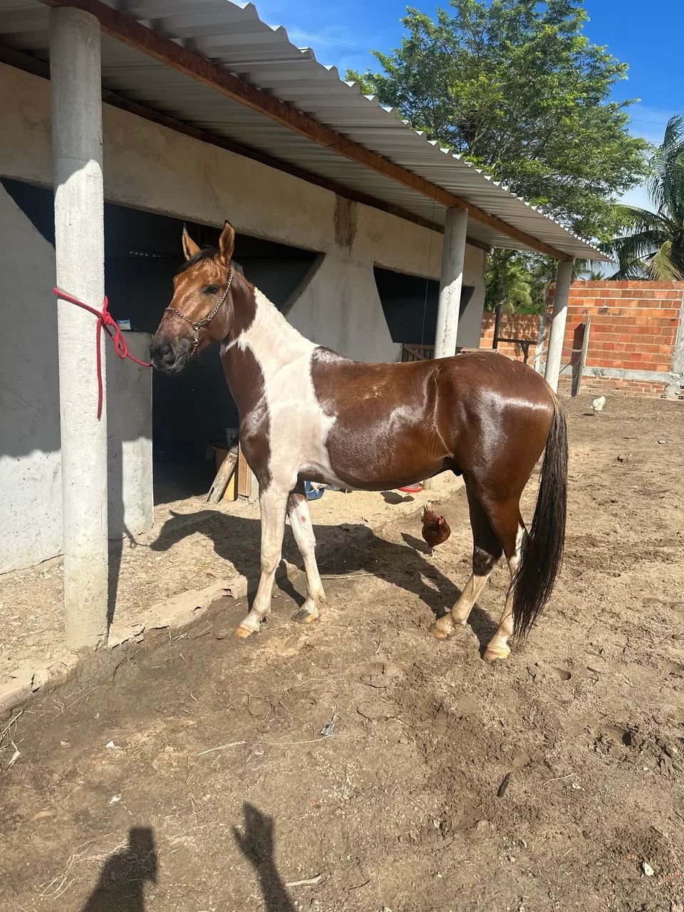 Vendo Potro Pampa