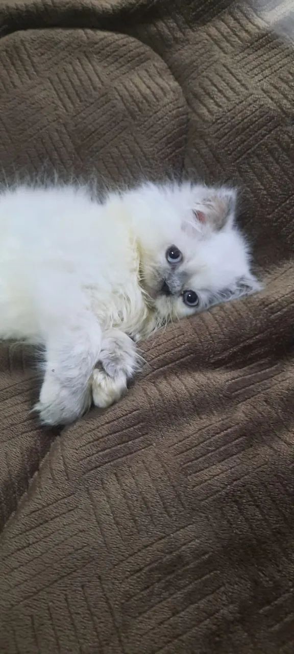 Filhotes de gato persa