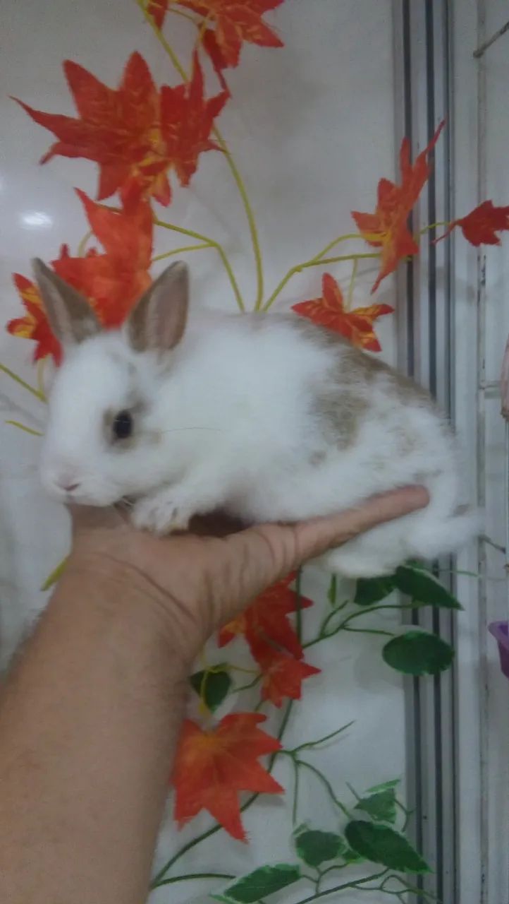 Mini coelhinho  - Foto 4