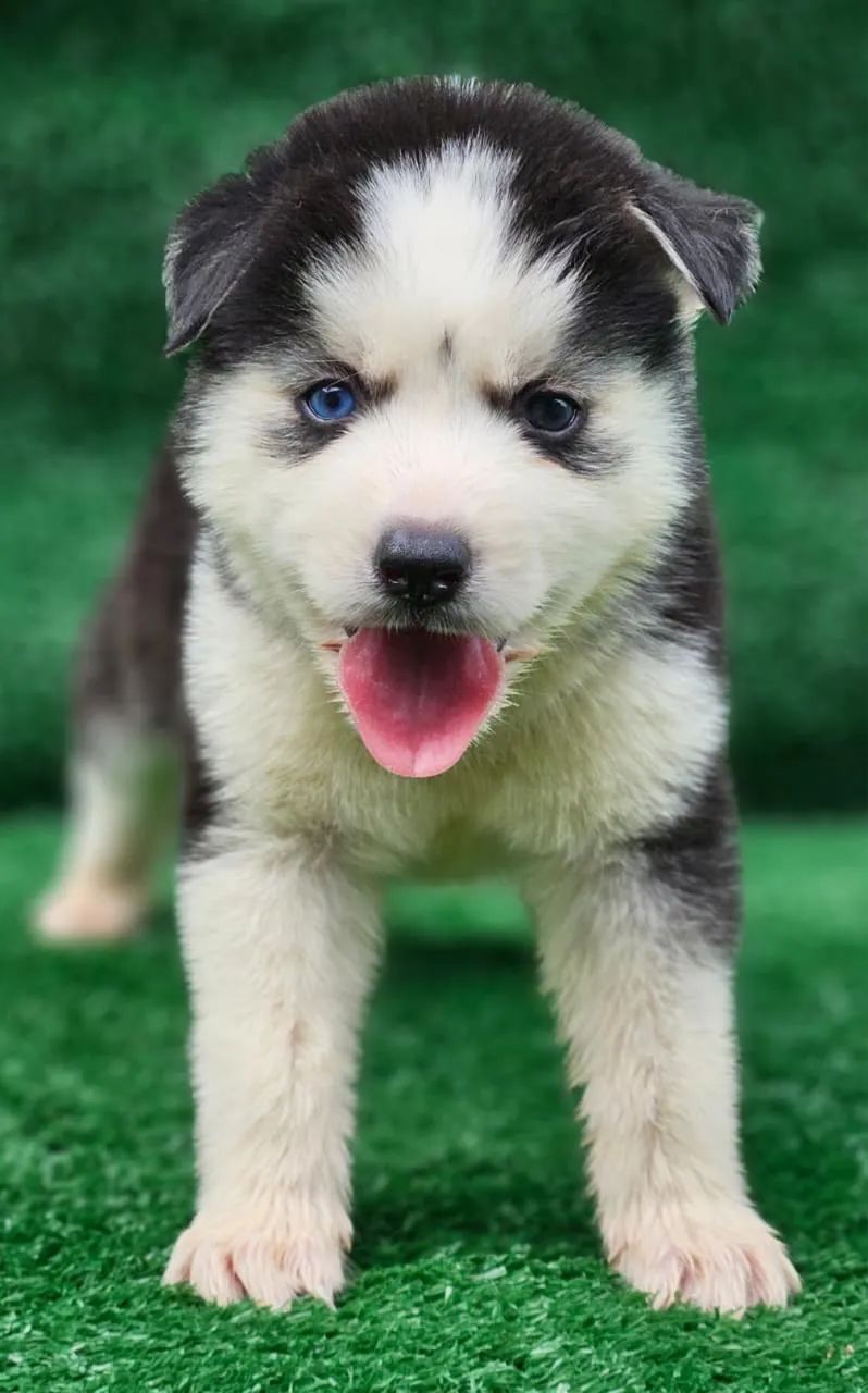 Husky siberiano  - Foto 4