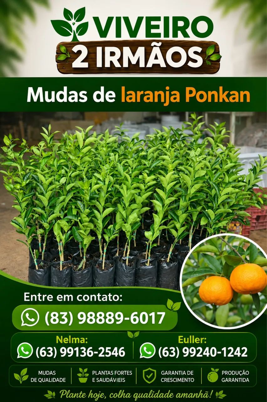 Mudas de laranja, Limão 