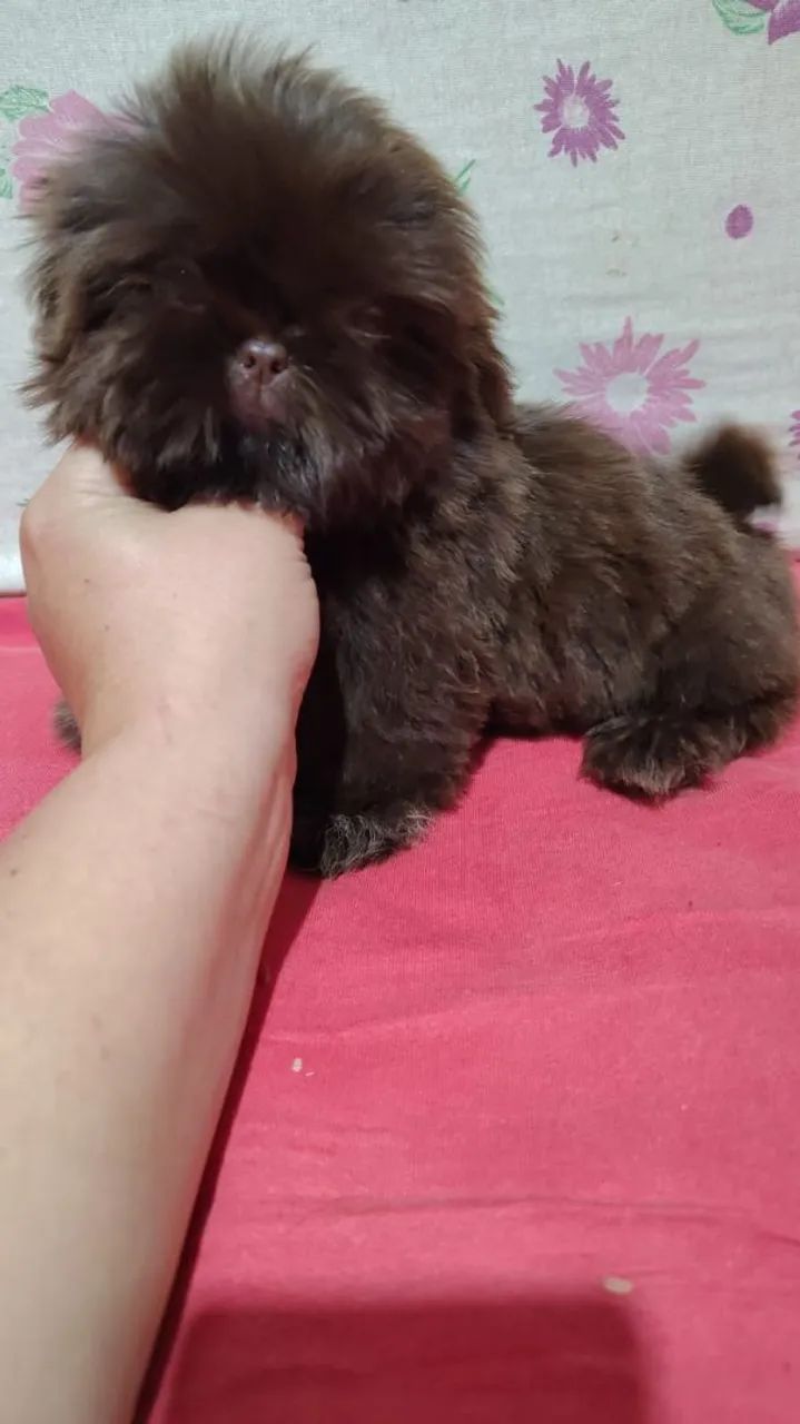 Mini Shih Tzu - Foto 2