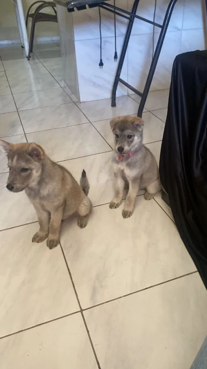 Cachorros De Raça - Foto 4