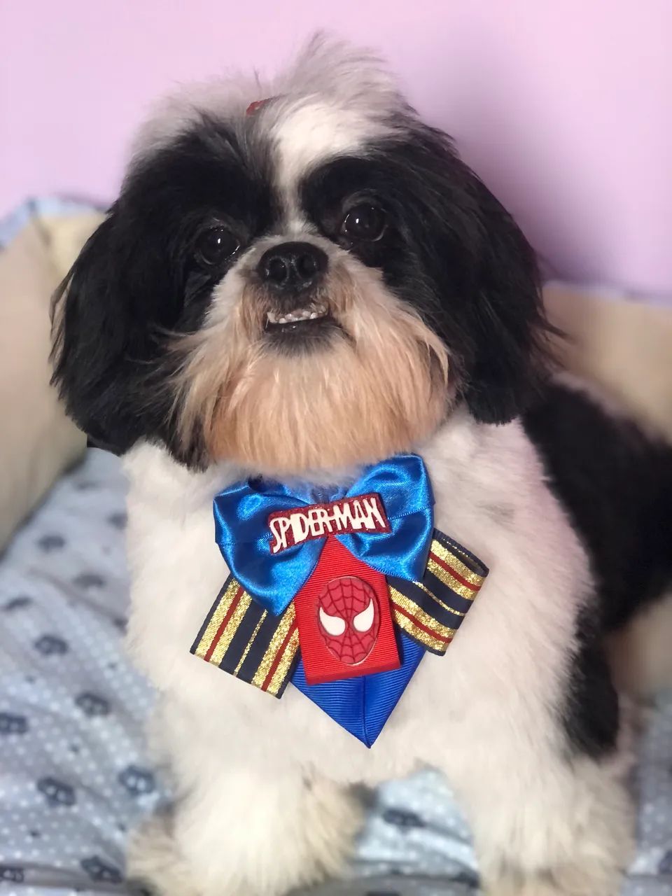 Shihtzu macho  - Foto 2