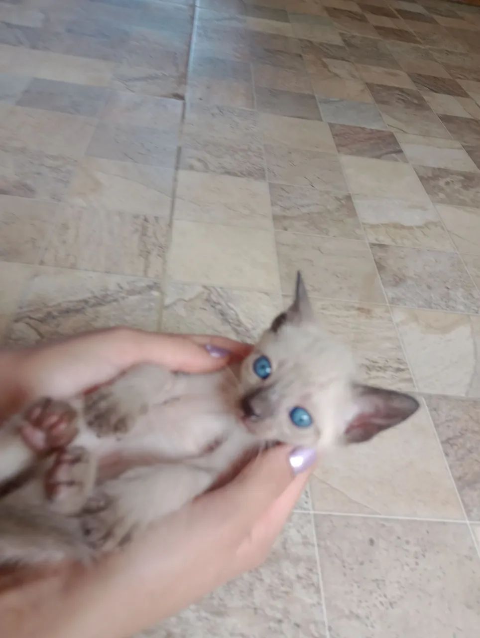 Doa-se uma gatinha filhote 