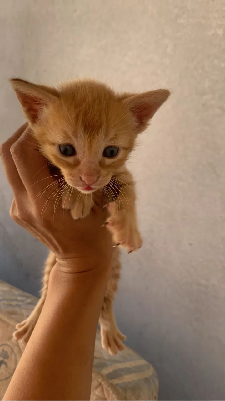 Lindos filhotes pra doação 