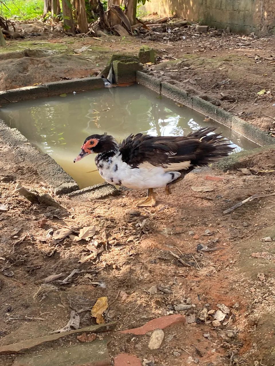 Patos ?  - Foto 2