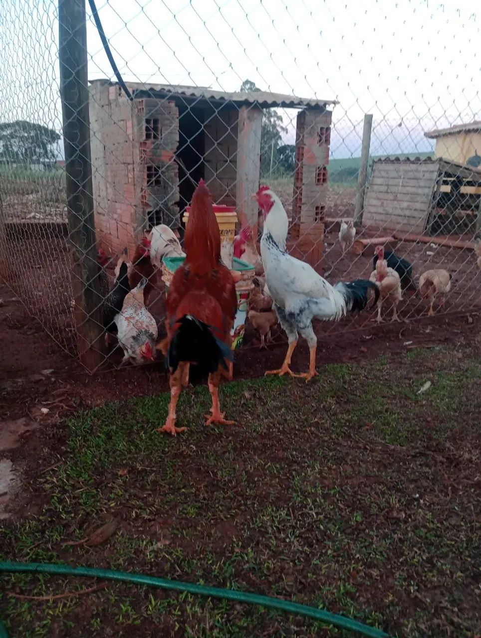 Frango Índio gigante  - Foto 4