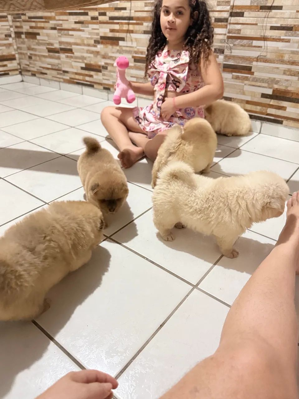 Chow chow branco  - Foto 4