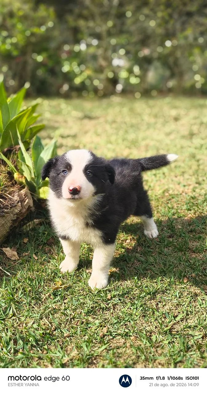 Borderô collie  - Foto 4