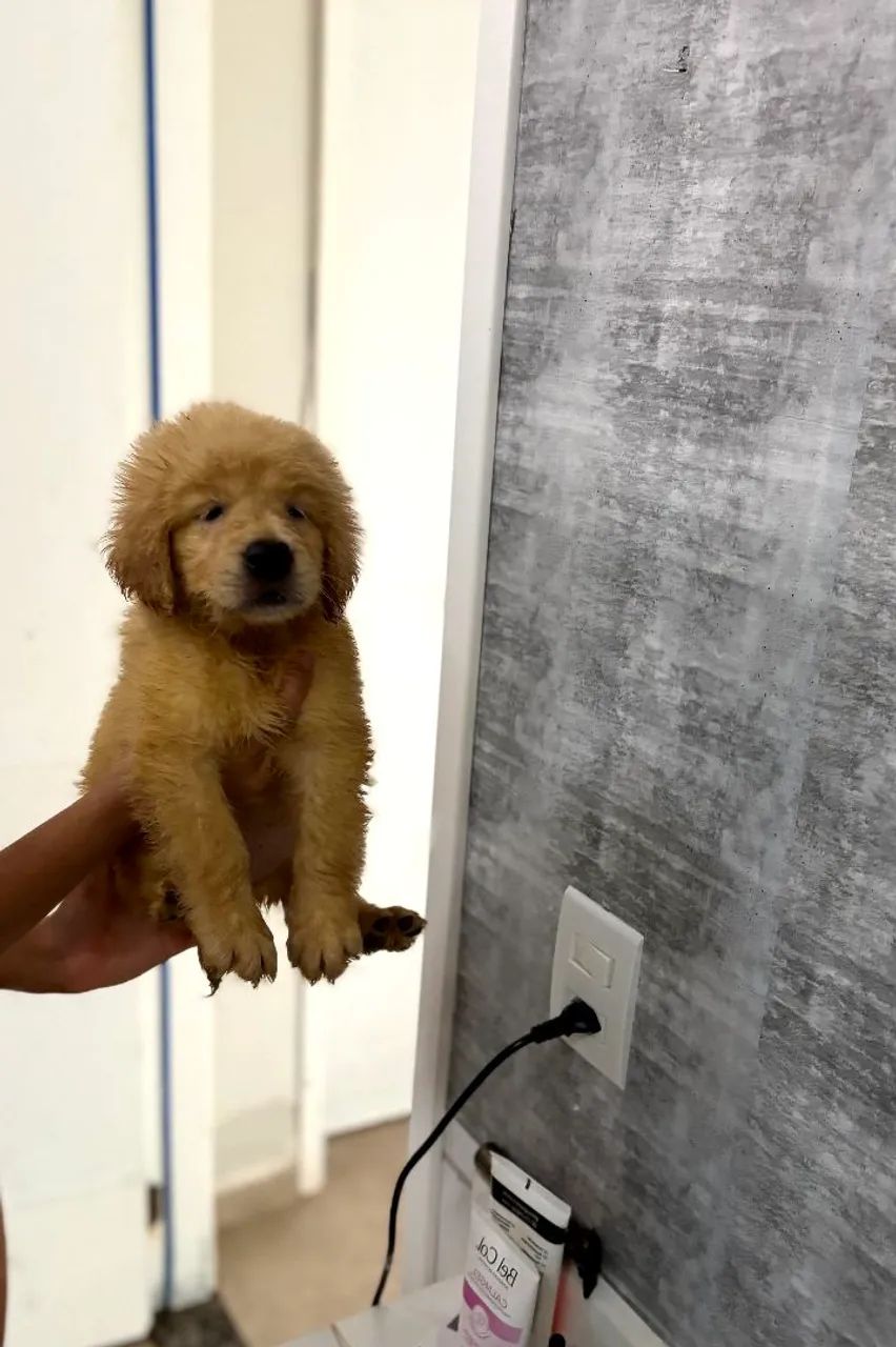 Título golden retriever pronta entrega  - Foto 3
