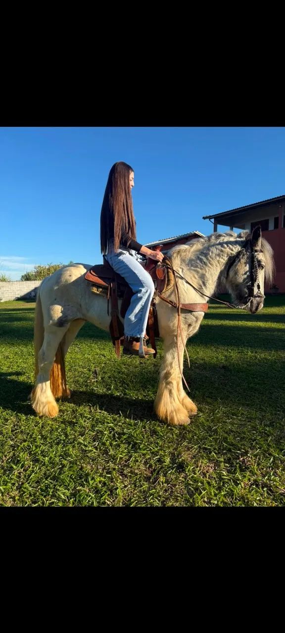 Cavalo Gipsy Vanner PO - Foto 2