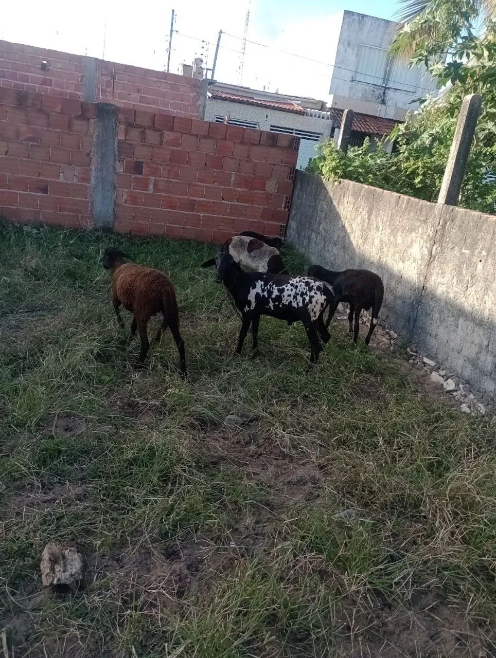 ovelhas - Foto 2