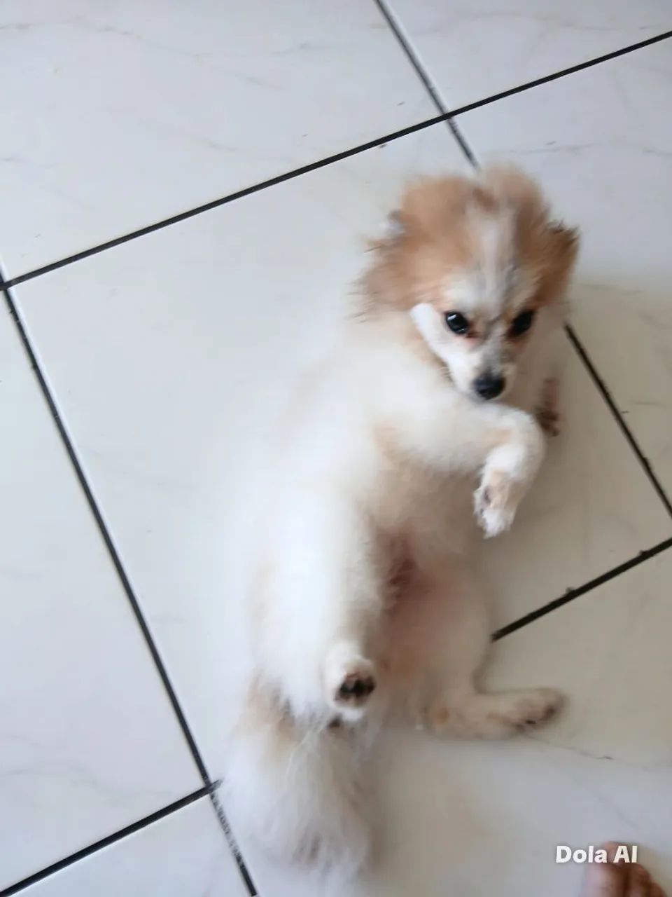 Vendo Lulu da pomerania  - Foto 5
