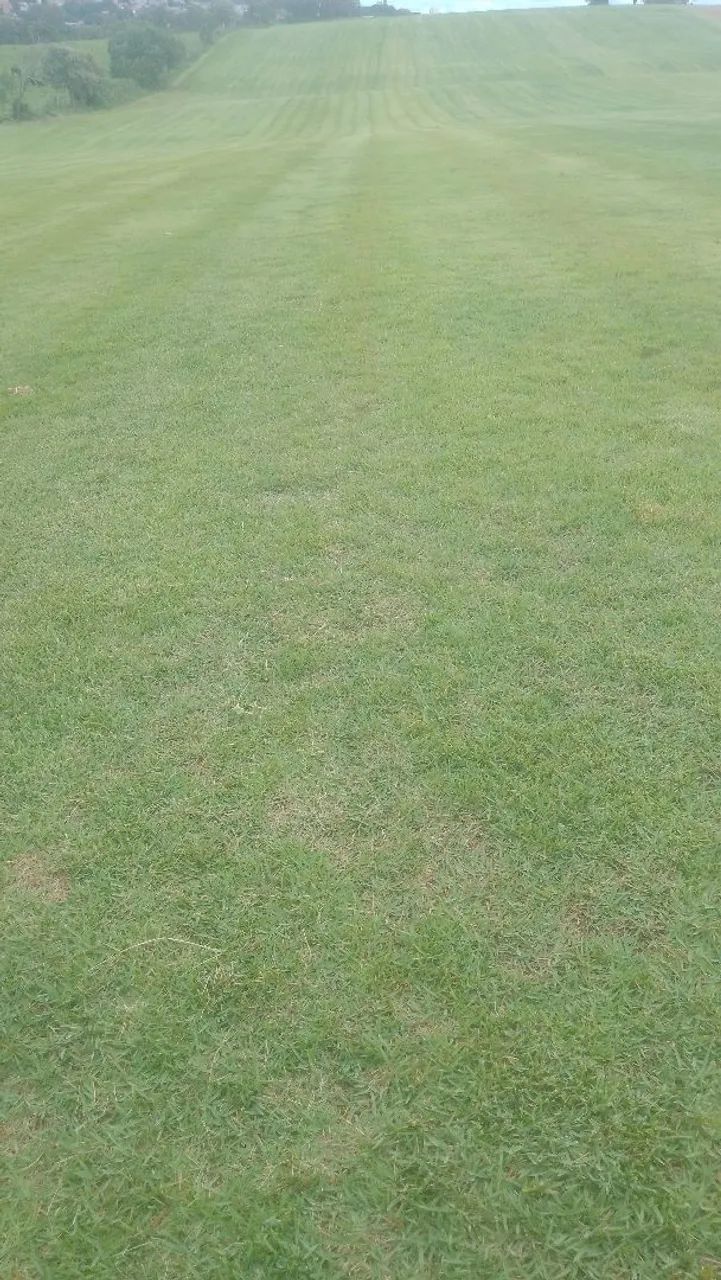 Gramas esmeralda  - Foto 3