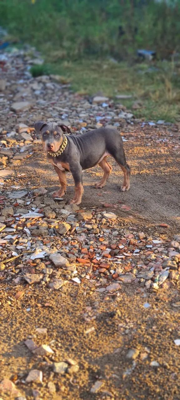 Filhote Monster TriBlue Fêmea 