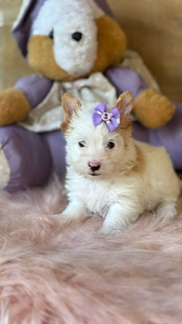 York Goldust Fêmea - Foto 2