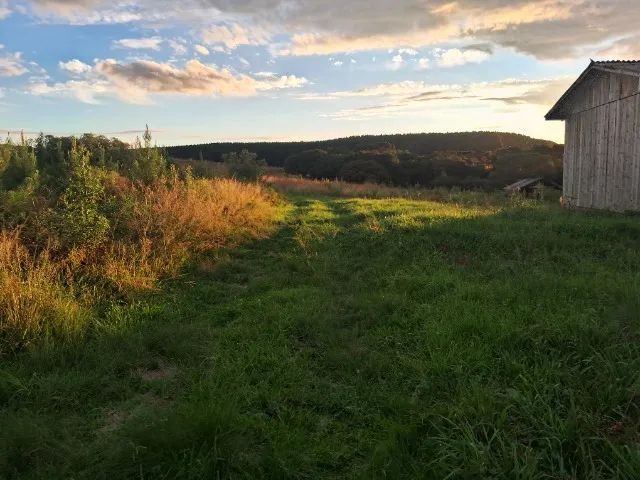 Terra + pinus de 2 anos - Foto 4