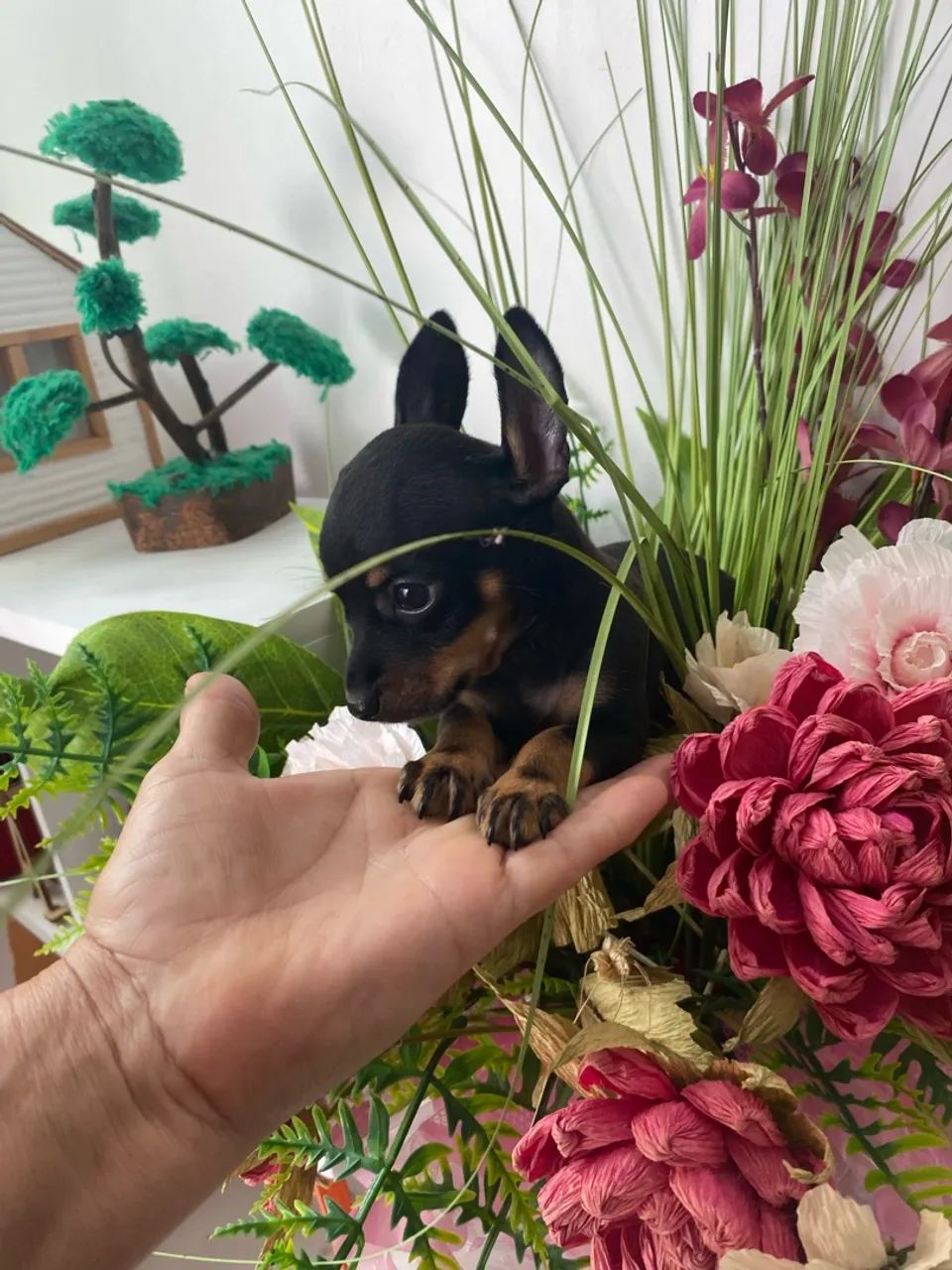 Filhotes de Pinscher  - Foto 3