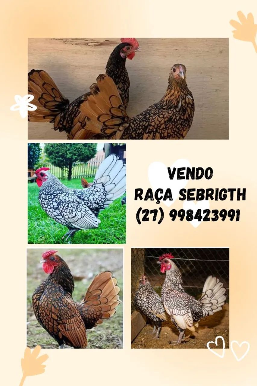 Frangos Sebrigth 