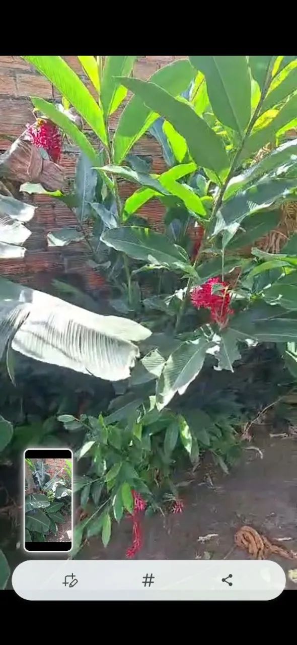 Vende-se este lindo quintal - Foto 3