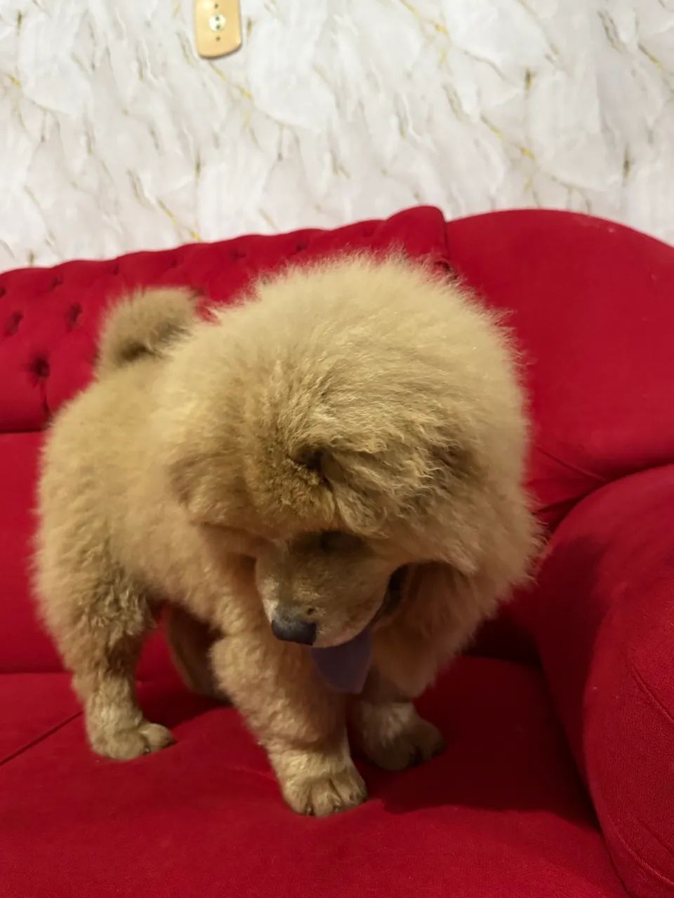 Chow Chow macho - Foto 2