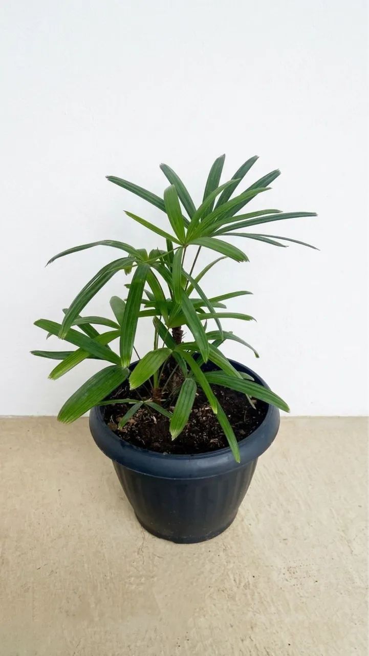 Vendo Planta Ráfia 