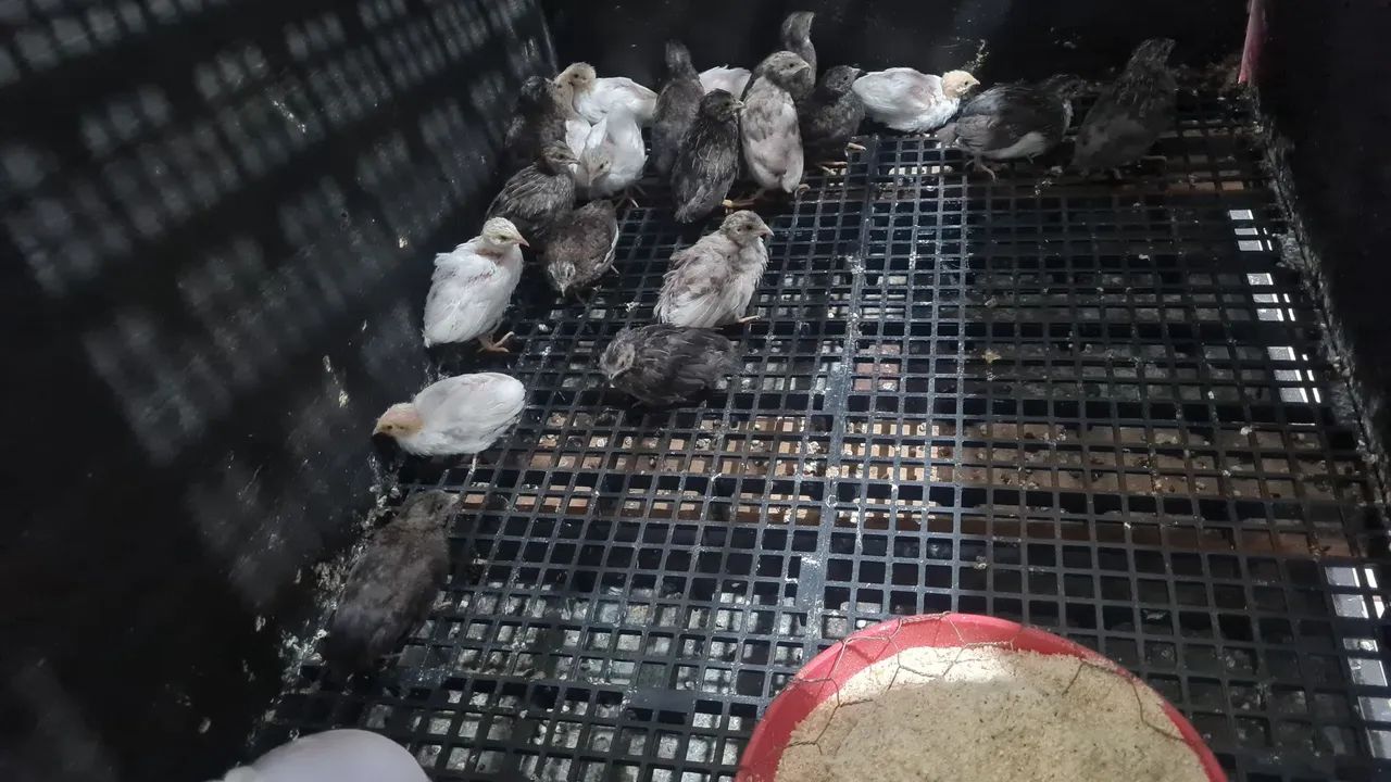 Codornas chinesas 