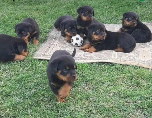 Rottweiler disponível com procedência