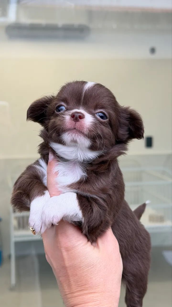 chihuahua 