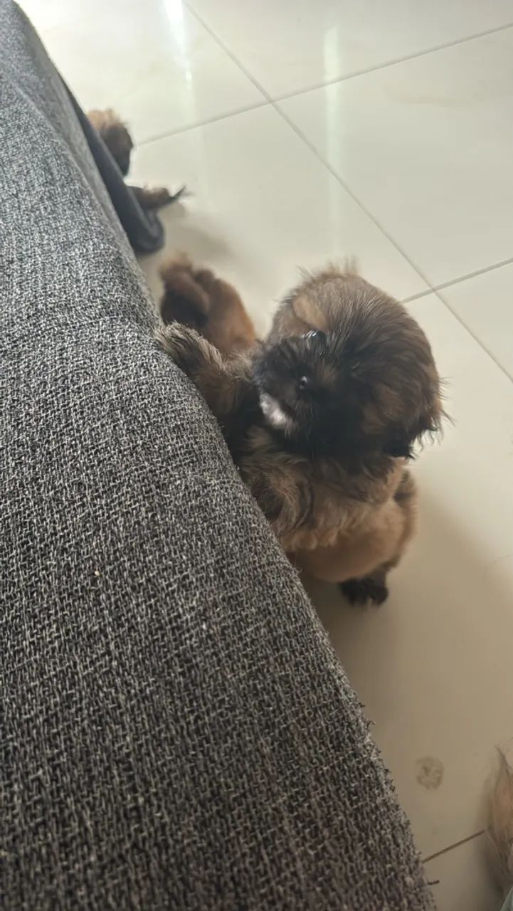 Filhote Lhasa Apso - Foto 3