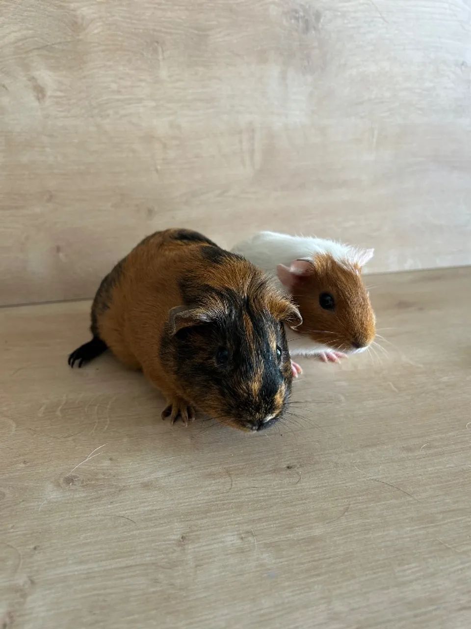 Doação de porquinho da índia  - Foto 2