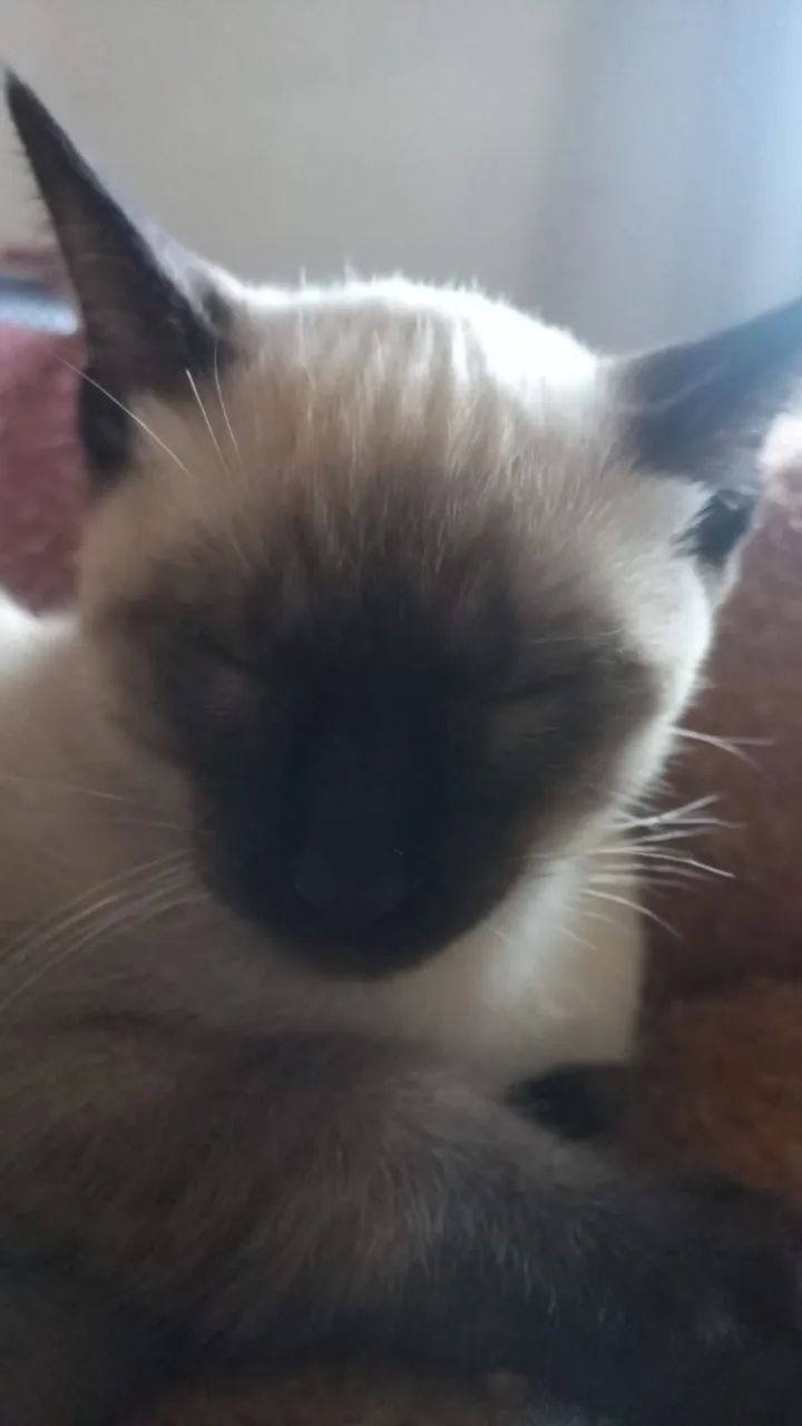 Doação Gatos Filhotes  - Foto 4