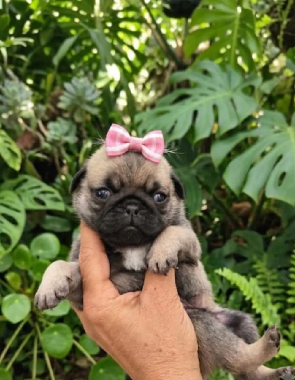 Pug - Foto 5