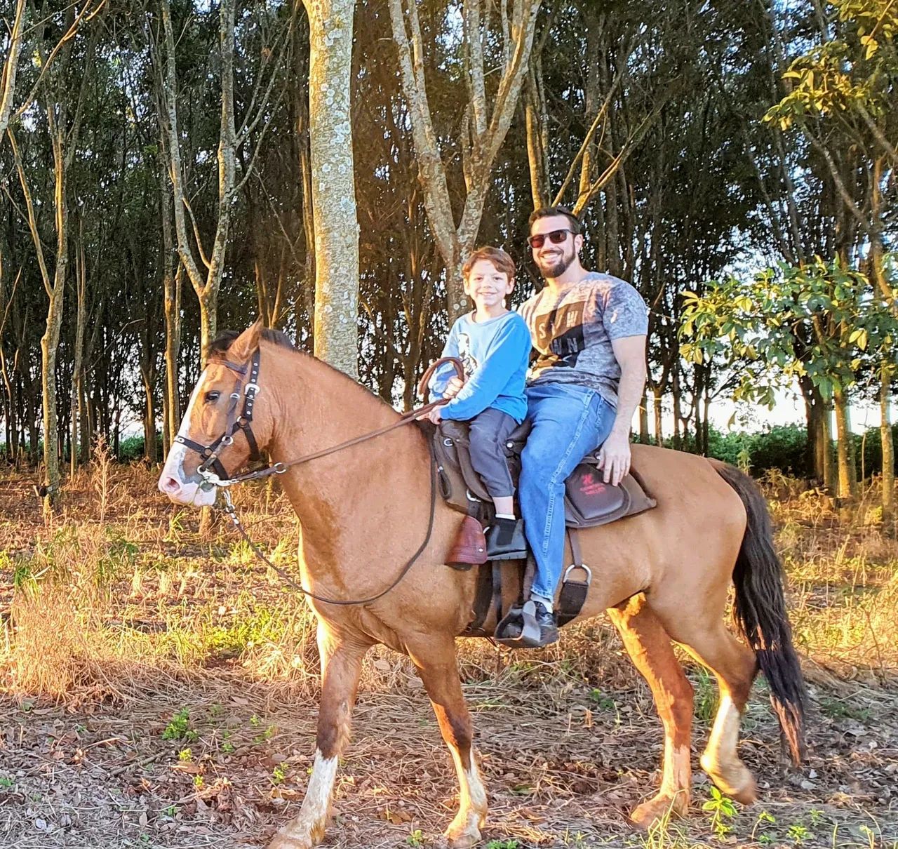 Cavalo Crioulo - Foto 3