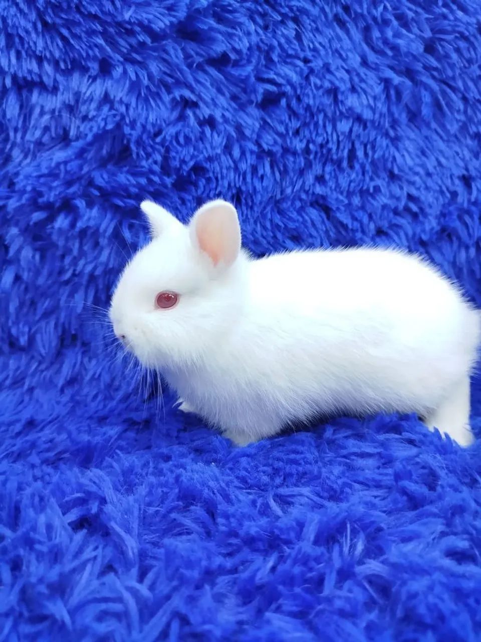 O menor coelho do mundo 