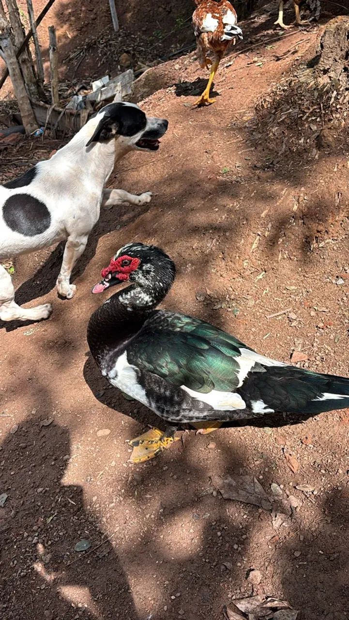 Vendo patos  - Foto 3