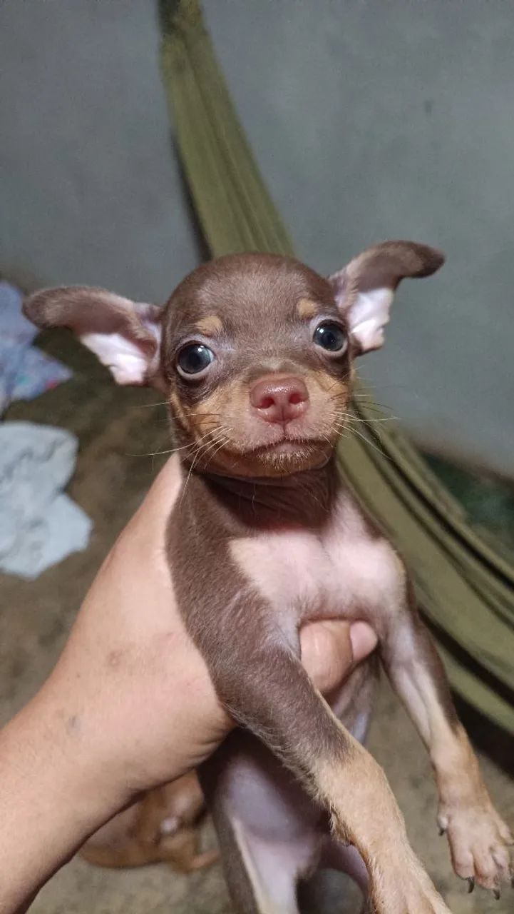 Vende se pinscher macho número 01 