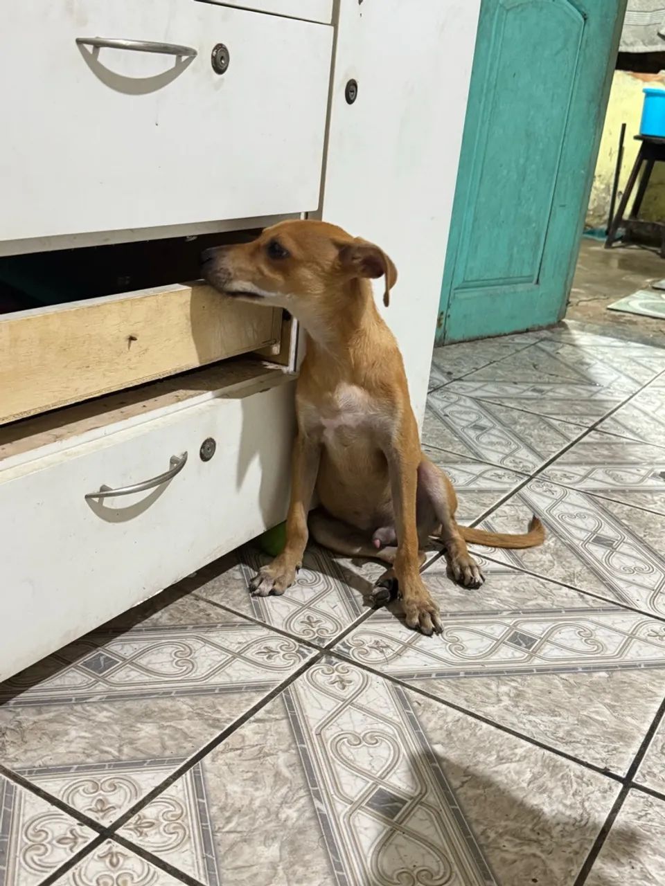 Cachorro macho para adoção  - Foto 4