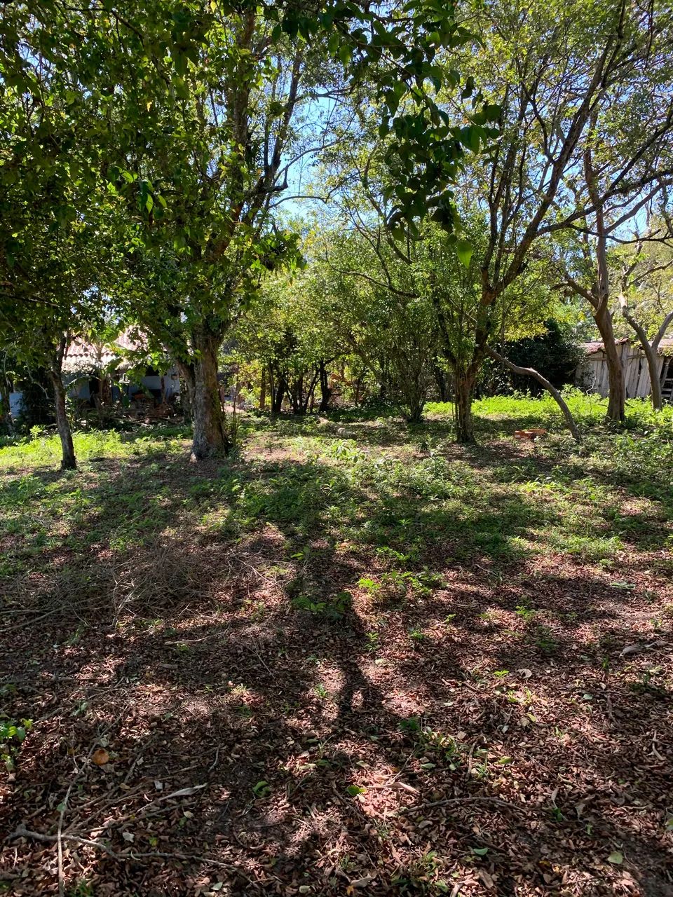 Vendo área 6240 m2 ideal casa sítio área alta 