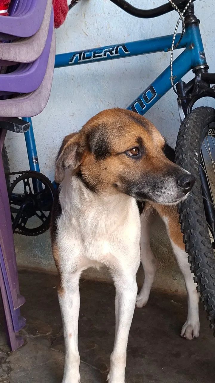 Cachorros para doação - Foto 4