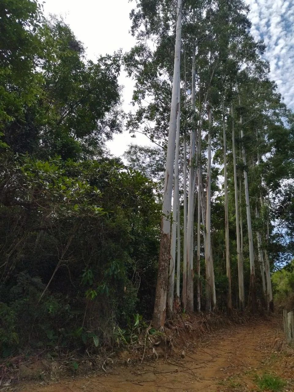 SÍTIO 8 HECTARES SERTÃO DO CANGUERI IMARUÍ  - Foto 4