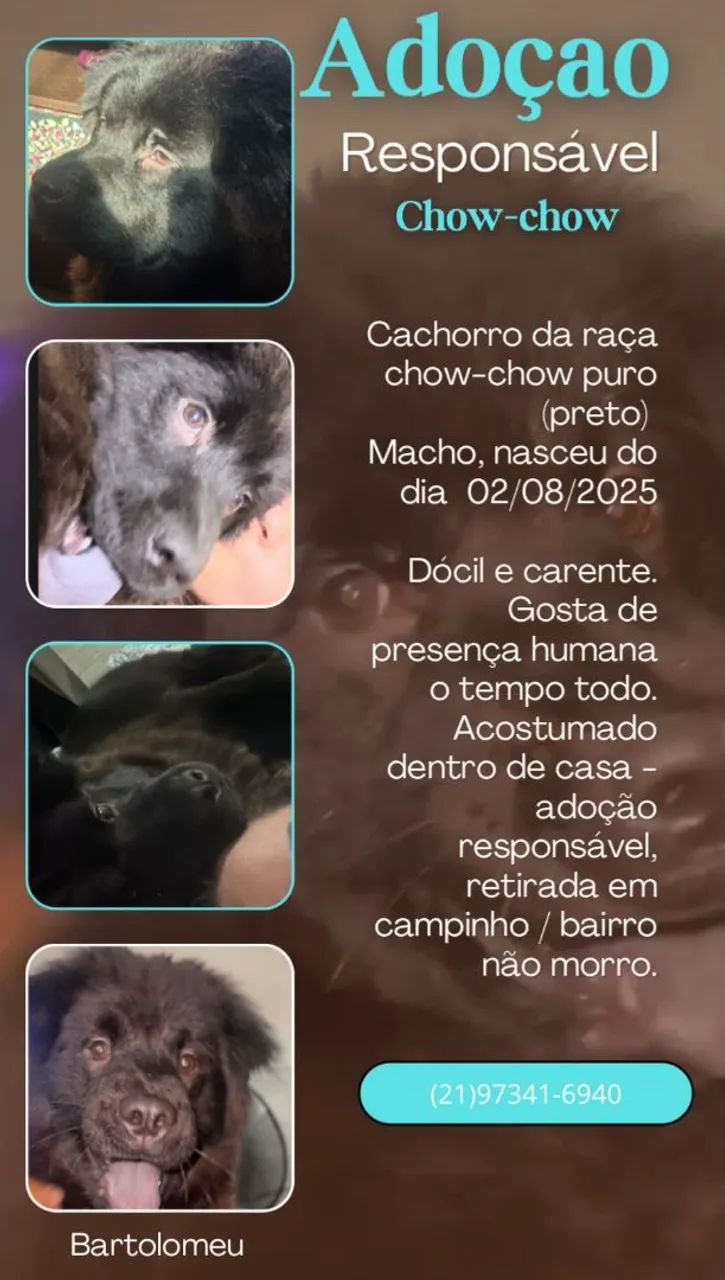 Doação chow chow