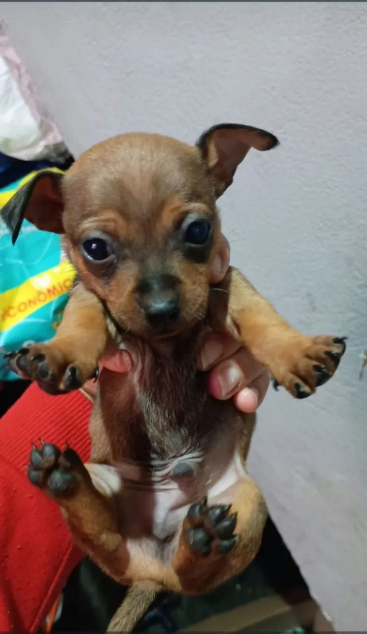 Vendo Pincher 