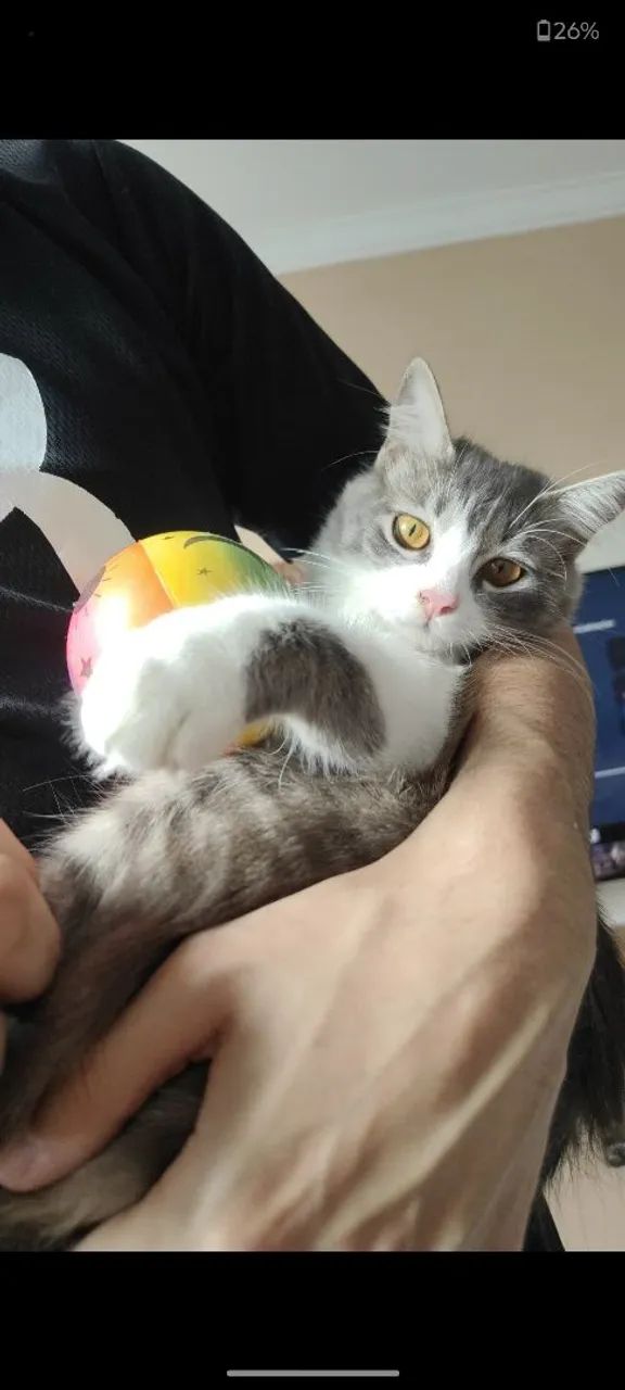 Doação de Gatinha 