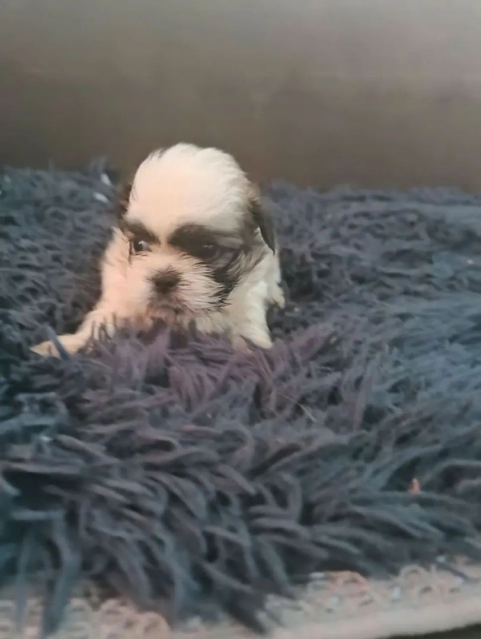 Vende-se shih Tzu  - Foto 4