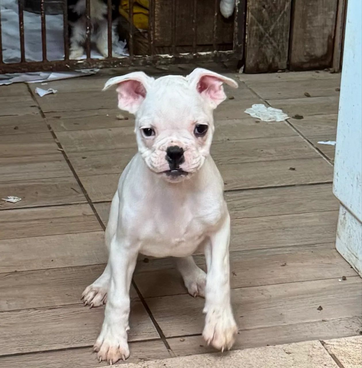 Boxer - Foto 2