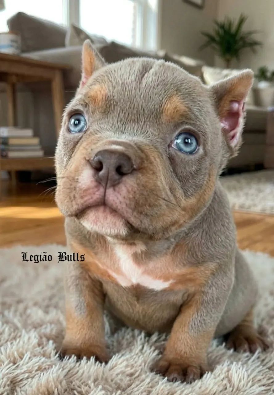 Exotic Bully Micro Tri Lilac 